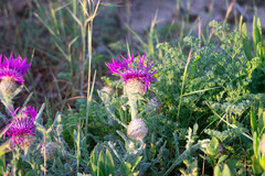 Centaurea sphaerocephala