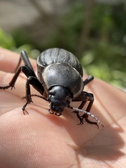 Chiliarchum bertolonii