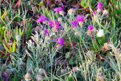 Centaurea sphaerocephala