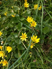 Ficaria verna