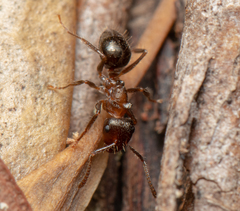 Notoncus ectatommoides