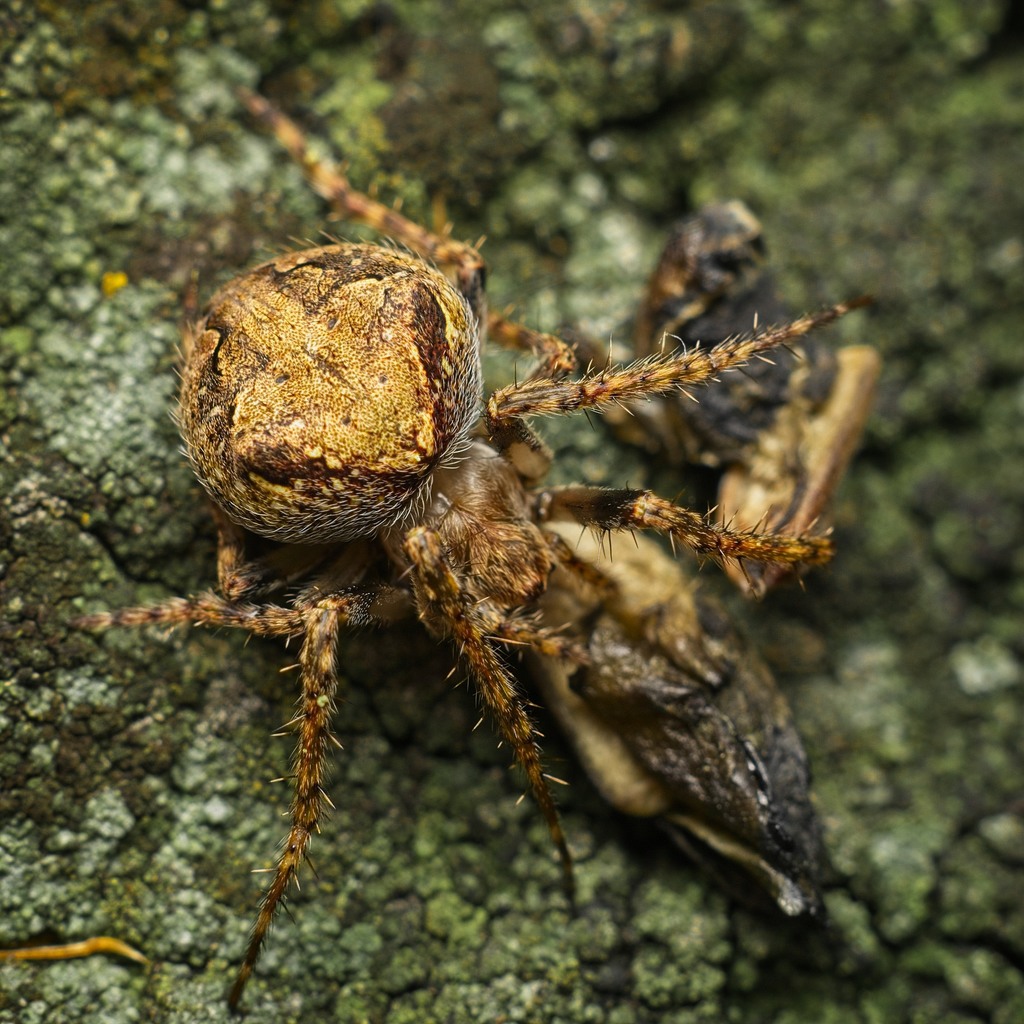 Cryptaranea albolineata