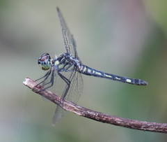 Chalcostephia flavifrons