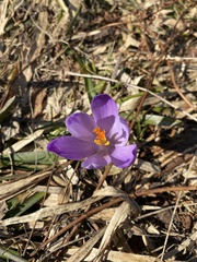 Crocus heuffelianus scepusiensis