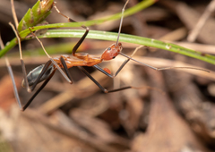 Leptomyrmex varians