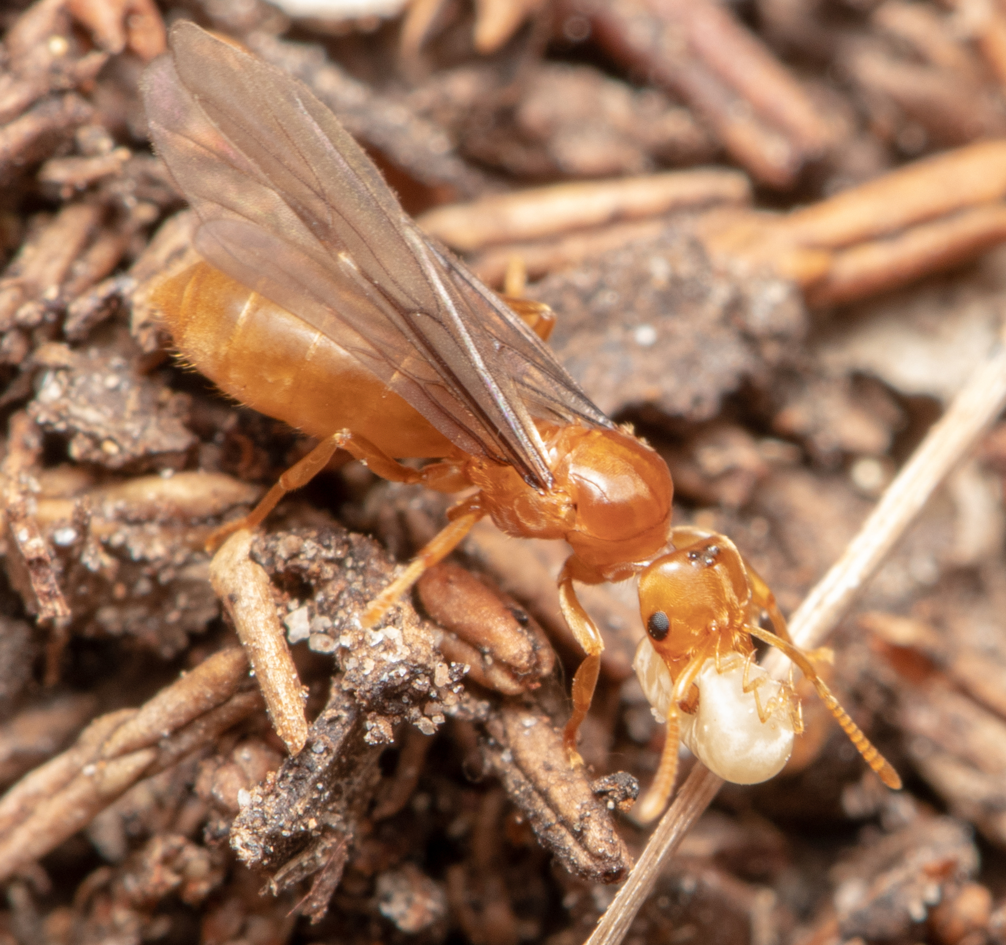 Acropyga myops