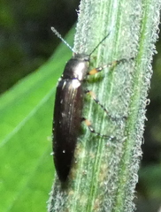Stenochiini