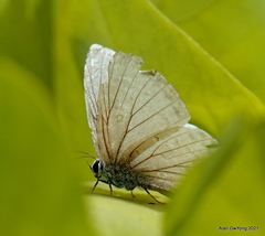Luthrodes pandava
