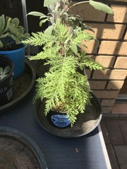 Magnoliopsida