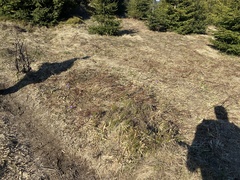 Crocus heuffelianus scepusiensis