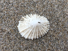 Puncturella multistriata