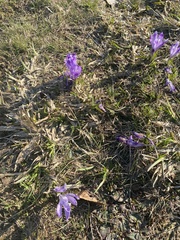 Crocus heuffelianus scepusiensis