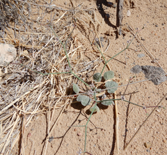 Eriogonum rotundifolium