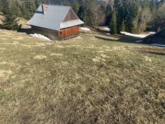 Crocus heuffelianus scepusiensis