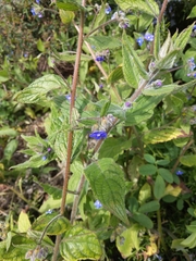 Pentaglottis sempervirens