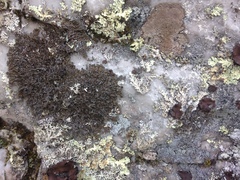 Melanelia culbersonii