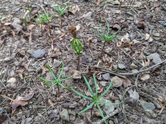 Abies cephalonica