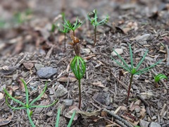 Abies cephalonica