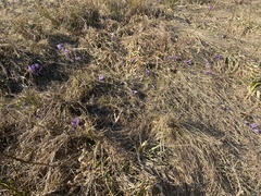 Crocus heuffelianus scepusiensis