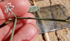 Eriogonum rotundifolium