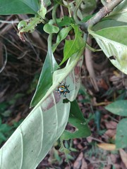 Eocanthecona concinna