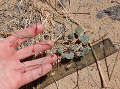 Eriogonum rotundifolium