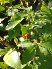 Eocanthecona concinna