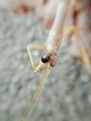 Orthoderella ornata