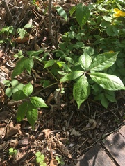 Eleutherococcus sessiliflorus