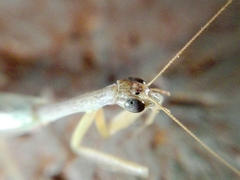 Orthoderella ornata