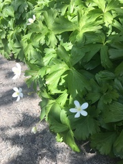 Anemonoides glabrata