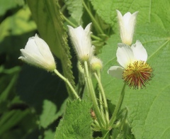 Sparrmannia