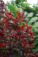 Iresine diffusa herbstii