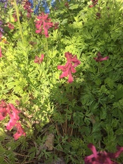 Corydalis buschii
