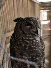 Bubo