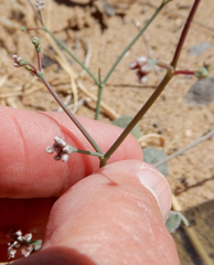 Eriogonum rotundifolium
