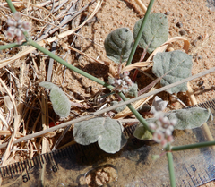 Eriogonum rotundifolium