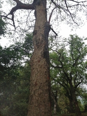 Artocarpus hypargyreus