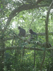 Trachypithecus selangorensis