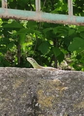Lacerta viridis