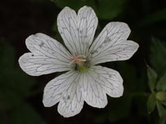 Geranium × oxonianum