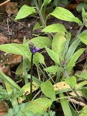 Hyacinthoides
