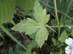 Geranium × oxonianum