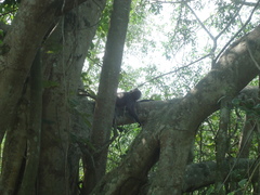 Trachypithecus selangorensis