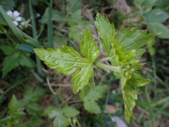 Geranium × oxonianum