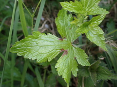 Geranium × oxonianum
