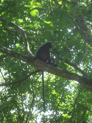 Trachypithecus selangorensis