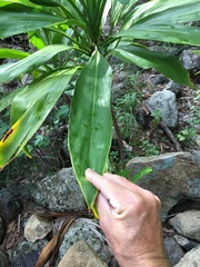 Cordyline manners-suttoniae