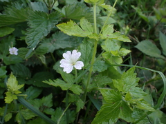 Geranium × oxonianum