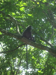 Trachypithecus selangorensis
